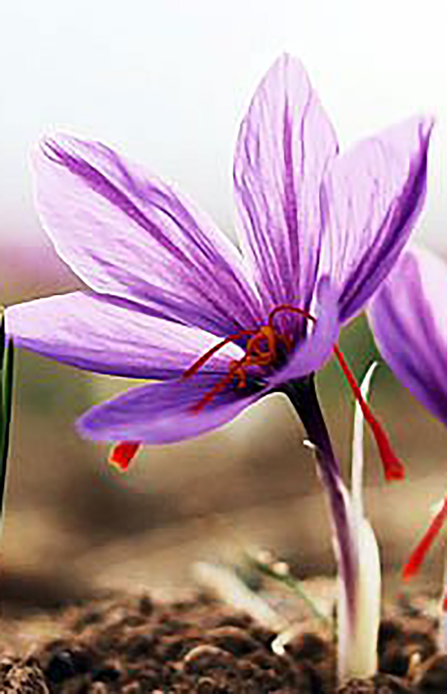 گل زعفران